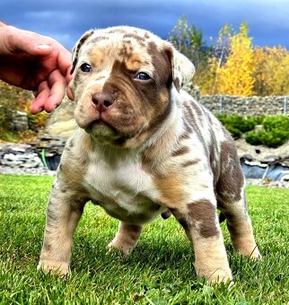 American Bully XL XXL - 3
