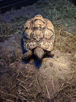 Želva pardálí - dospělý samec - 3