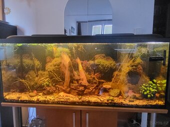 Prodám akvárium 450L se skříňkou i rybičkami - stěhování - 3
