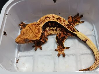 Pagekon řasnatý 2/3 - 3