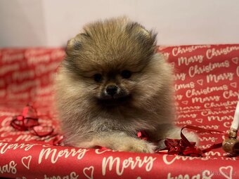 Pomeranian s PP FCI - 3