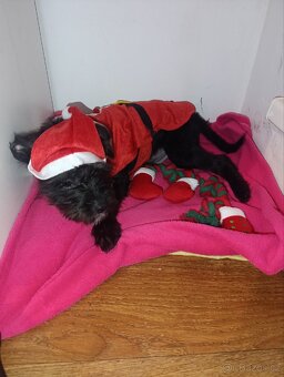 Štěňátko kříženec - 3