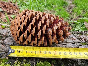 Borovice přímořská - Pinus pinaster - původ semen ČR - 3