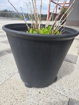4x Ikea květináč na kolečkách - 3