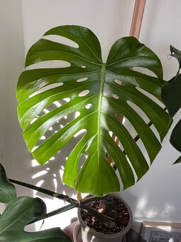 Monstera deliciosa II - 3