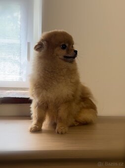 Pomeranian s PP, fena - 3