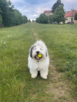 Bobtail - 3