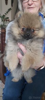 Pomeranian - 3