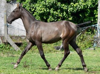 Puro Sangue Lusitano - roční hřebeček po Miura de Cais - 3