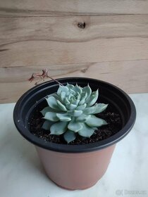 Echeveria derenbergii blue - 3
