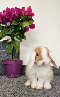 Minilop - ❤️zakrslí beránci❤️ - 3