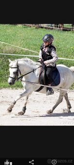 Valášek Welsh Part - Bred - 3