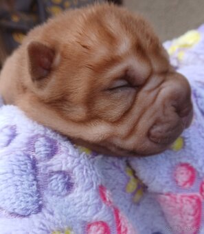 Sharpei,šarpej s PP stěně - 3