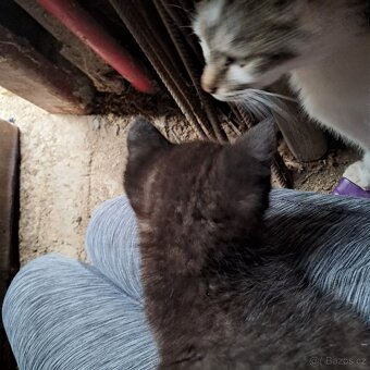 Krásná černá koťátka ihned k odběru - 3