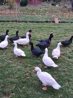 Kachny pižmové - 3