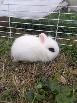 Teddy králík, zakrslý králík Teddy, zakrslý králík - 3