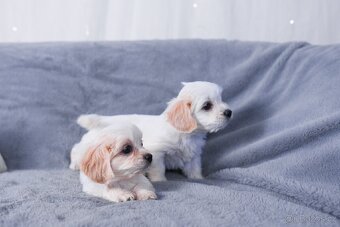 Maltipoo - 3