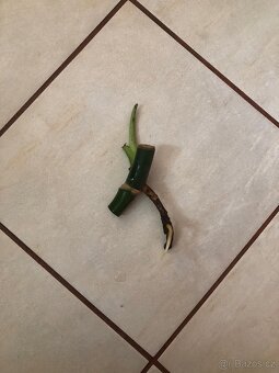 Monstera deliciosa - 3