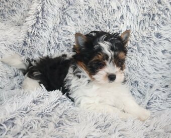 Biewer( jork,Yorkshire)terier- s pp - 3