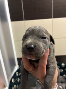 Americký stafordšírský teriér – štěňátka k odběru - 3