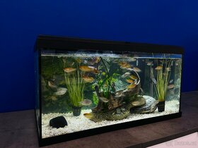 Prodám plně zařízené aquarium - 3