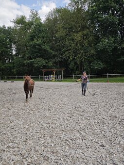 Pony s předpoklady do sportu - 3