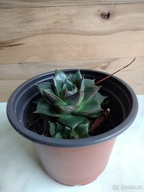 Echeveria purpusorum - 3