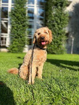 Krytí pudl cockapoo/cockerdoodle - 3