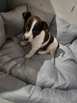 Jack Russel - 3