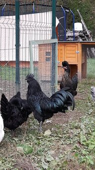 Kohout Ayam Cemani - 3