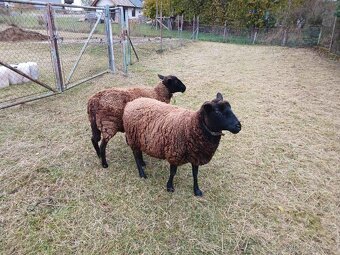 Prodej mladých ovcí - 3