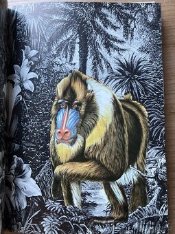 Afrika ráj a peklo zvířat - 3