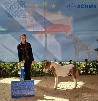 Kobylka AMHA- minihorse - 3