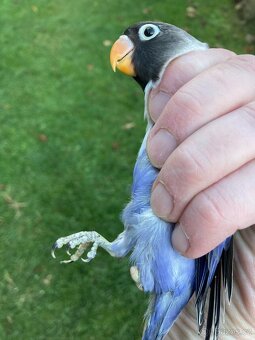 Agapornis škraboškový - hendikep - na ochočení - 3