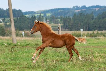 Welsh Cob klisna s PP - 3