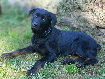 Rotvajler štěně bez pp - 3