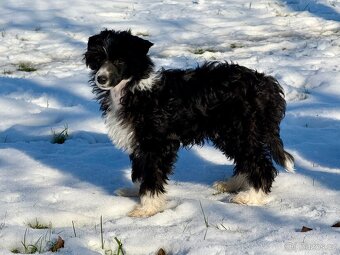 Čínský chocholatý pes labutěnka s PP - 3