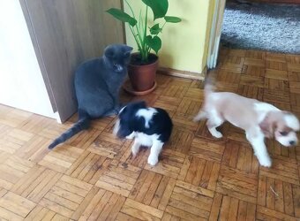 Kavalír King Charles Španěl - 3