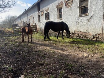 Hříbě plemene norik - 3