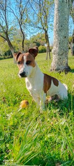 Jack Russell teriér - 3