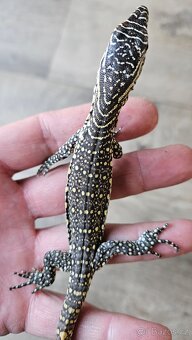 Varanus niloticus - 3