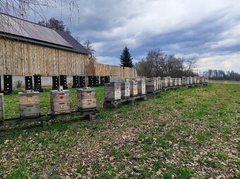 včelí med, květový, pastovaný, tmavý, lesní, smíšený - 3