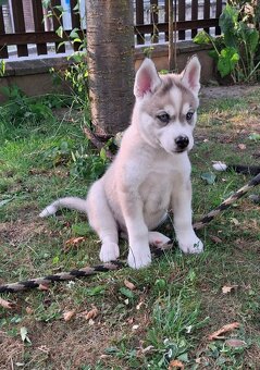 Sibiřský husky - Kluk - 3
