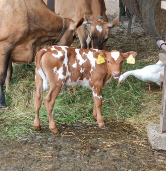 Prodám jalovici Jersey × Angus – 13 000 Kč - 3