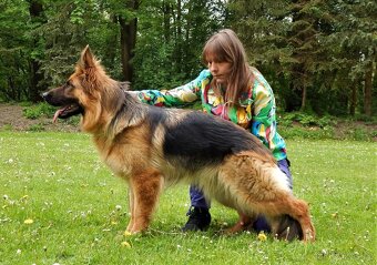 🐾 Štěňátka dlouhosrstého německého ovcaka - 3