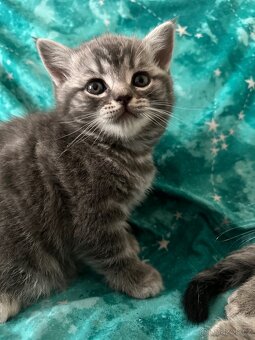 Britské whiskas koťata - 3