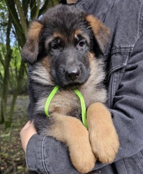 Německý ovčák- krásná štěňátka s PP typ Rex - 3