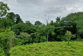 Farmy Kostarika Rio Claro - 3