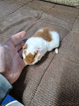 Morčata US Teddy + 2x samička - 3