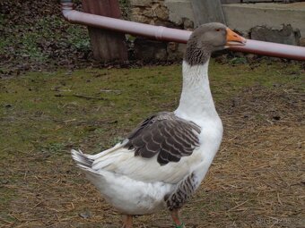 Husy  pomořanske - 3